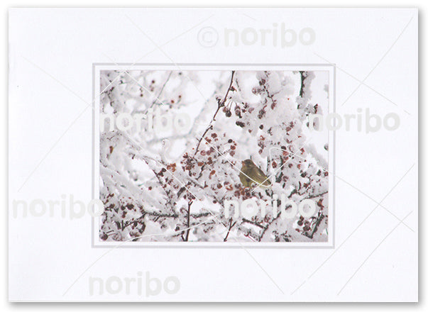 Bird, greenfinch, sits on a snowy twig full of red berries. Around and behind there are more snowy twigs with red berries.